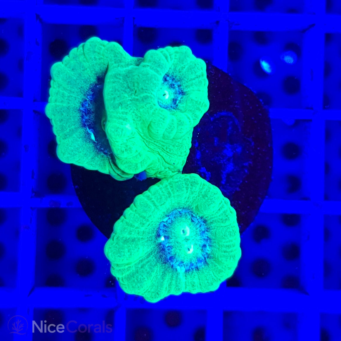 Caulastrea
