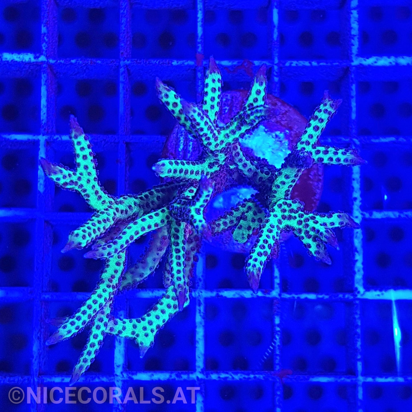 Seriatopora