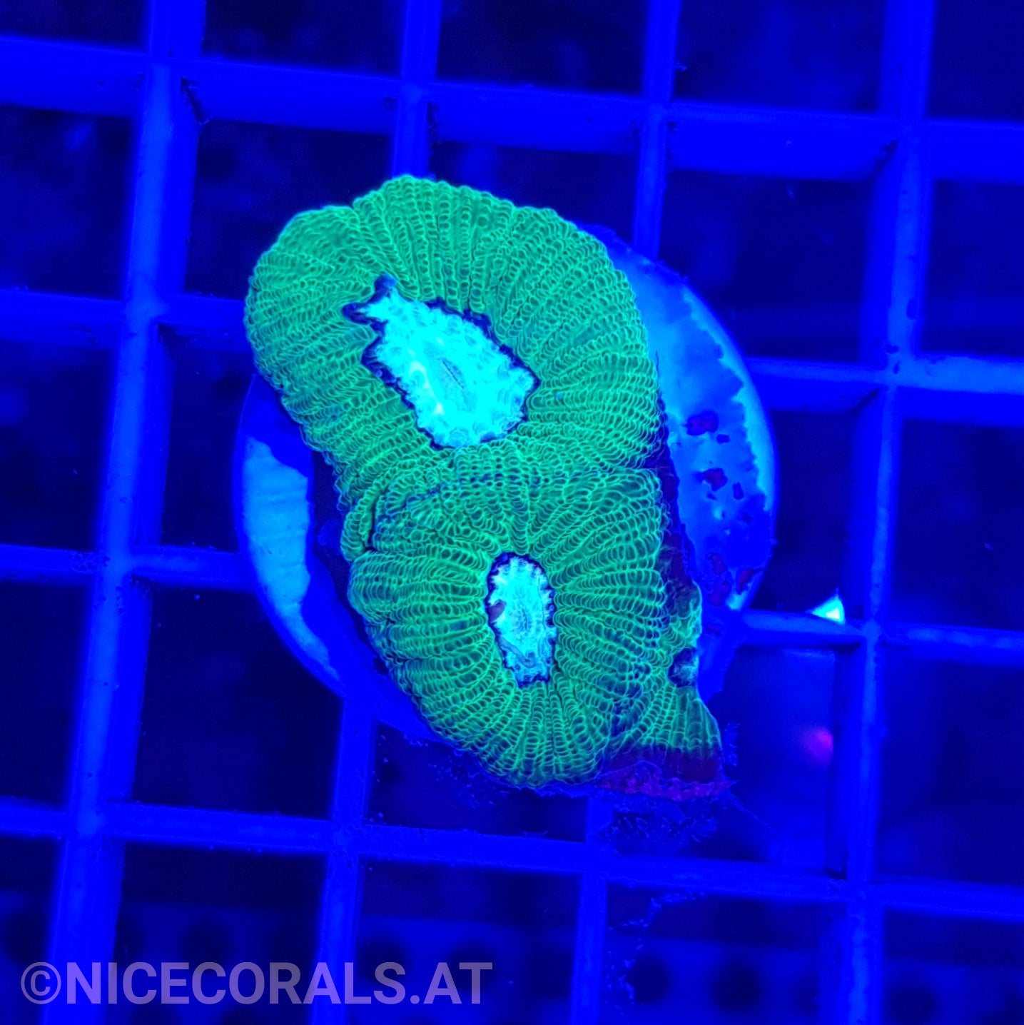Goniastrea