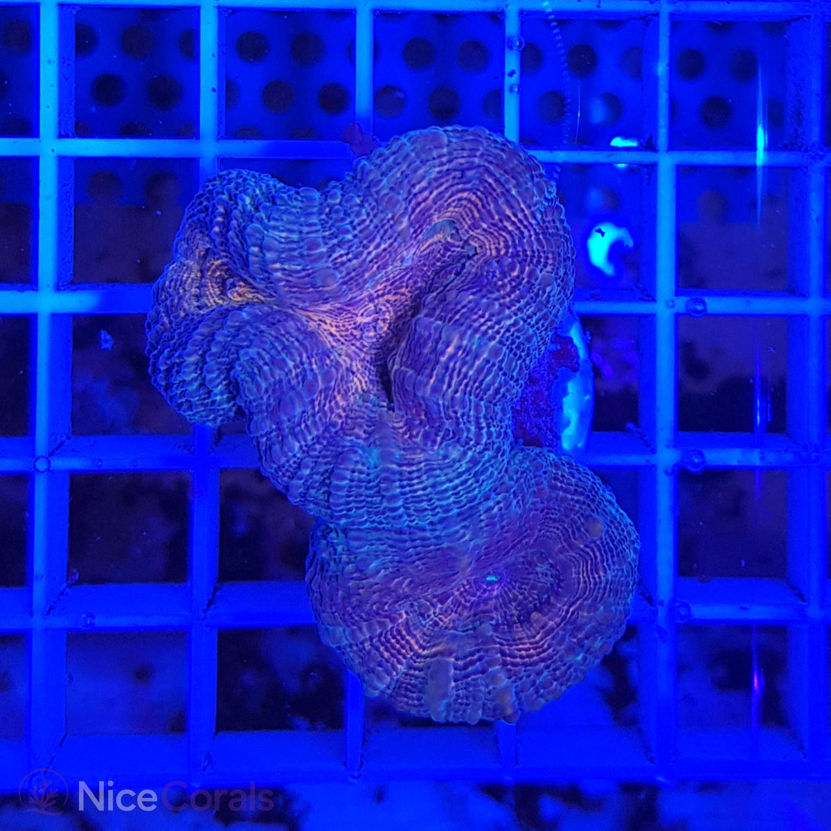 Lobophyllia