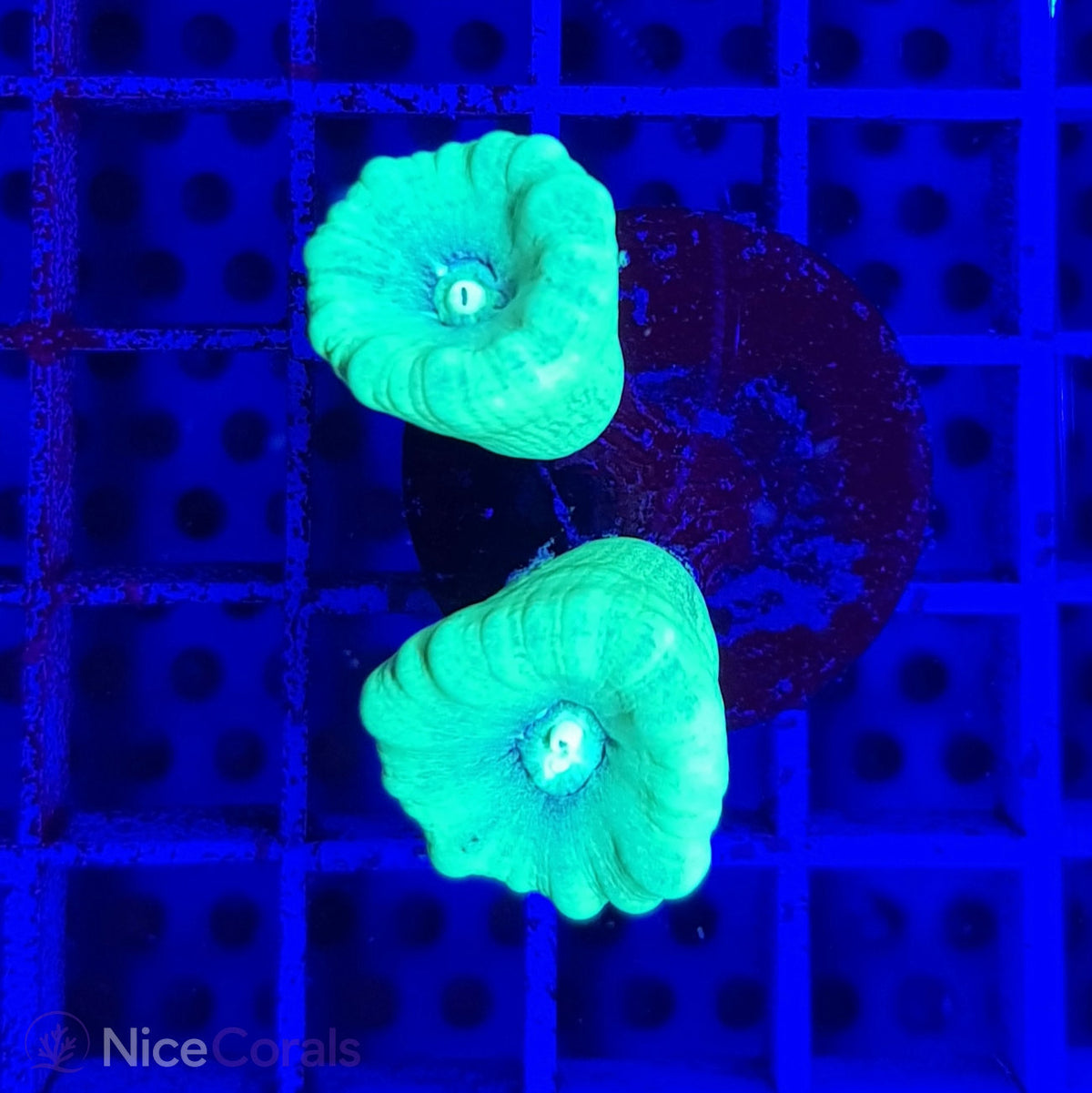 Caulastrea