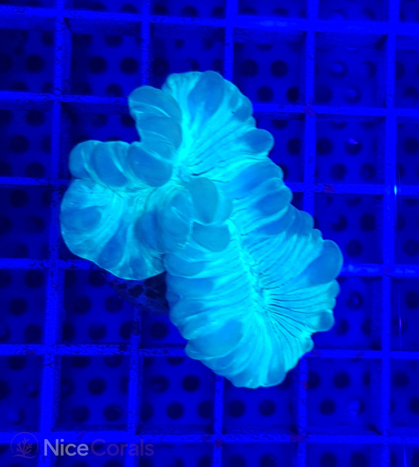 Nemenzophyllia