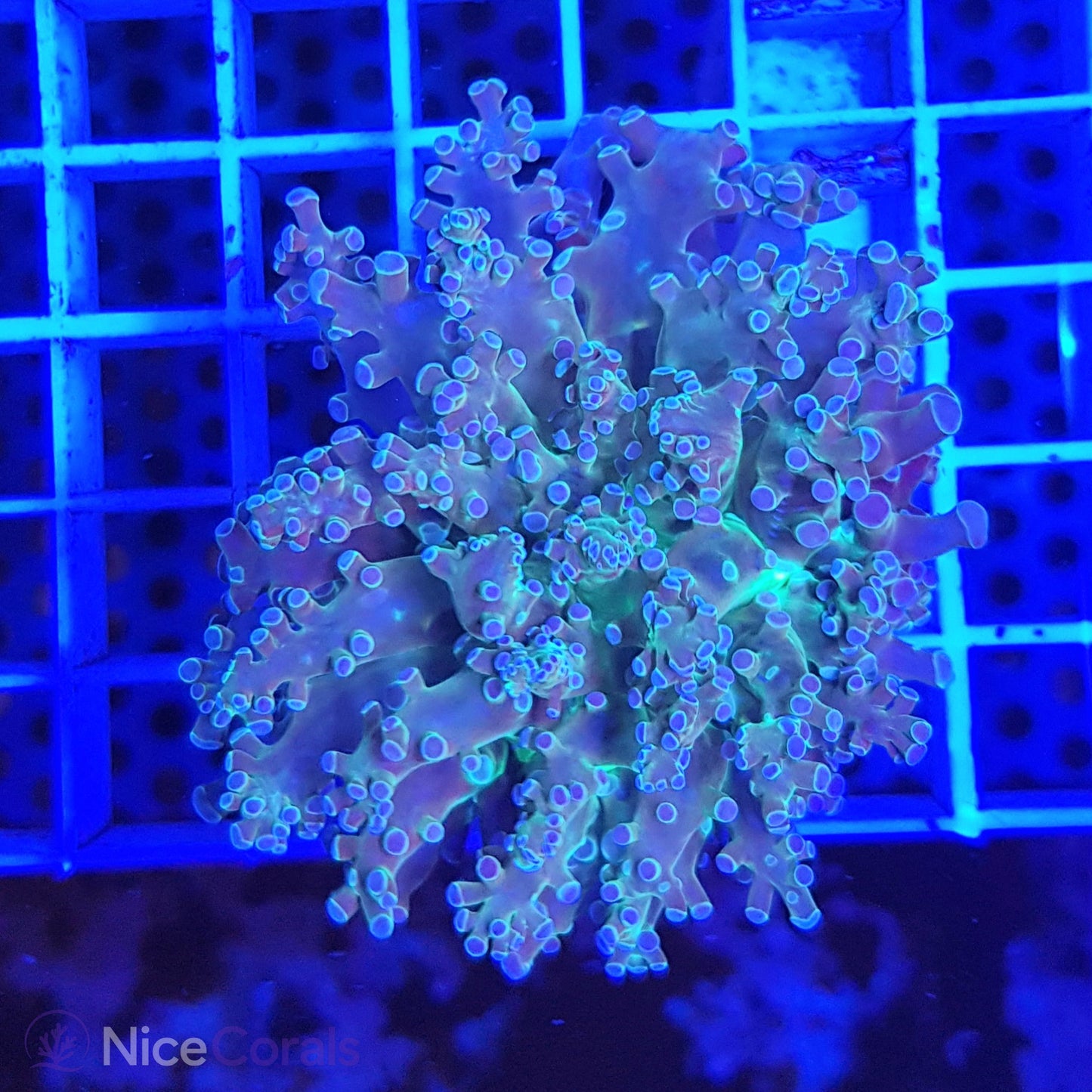 Euphyllia paradivisa
