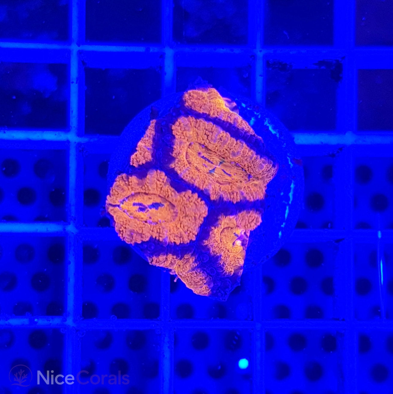 Acanthastrea