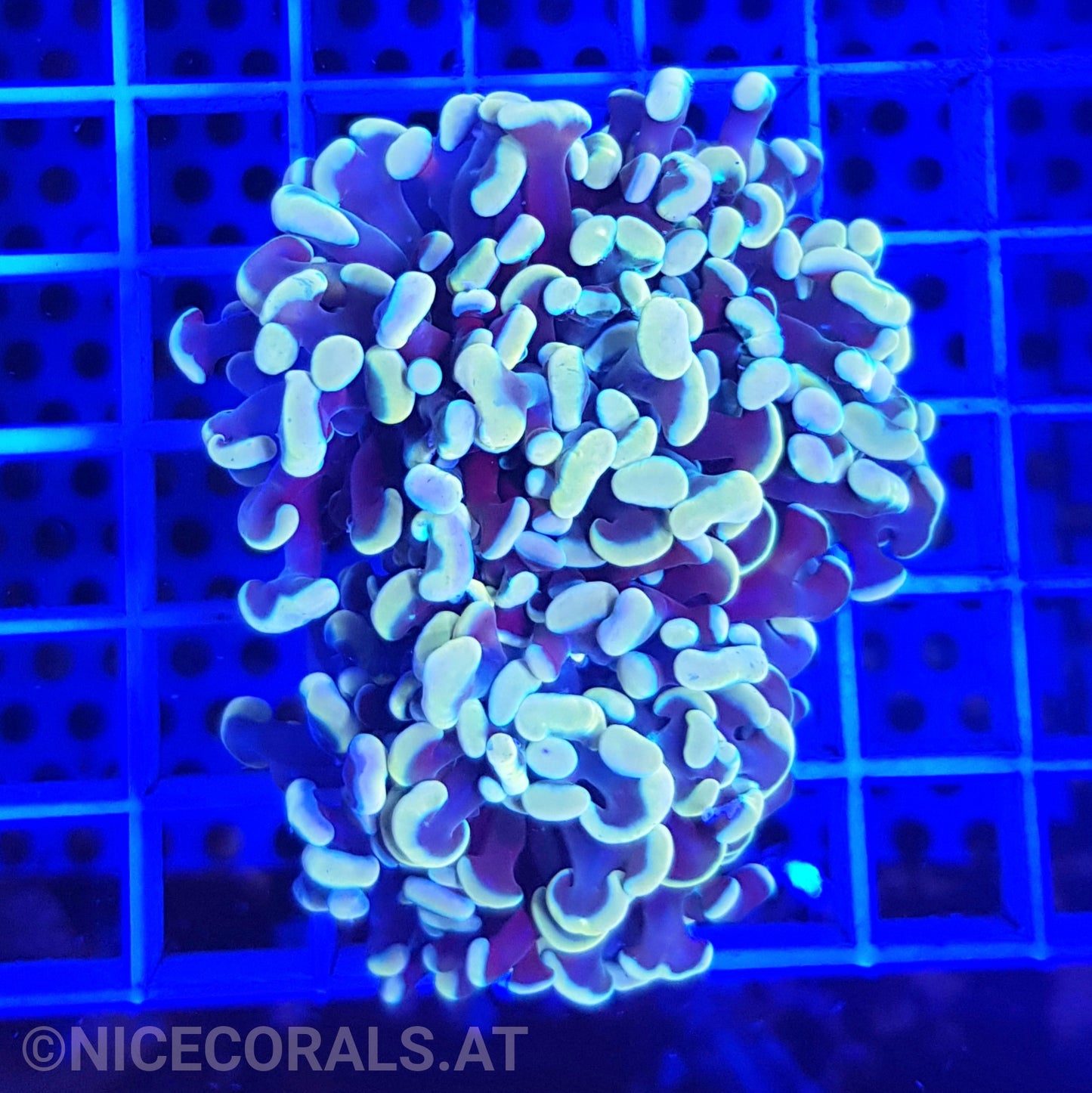 Euphyllia Paraancora Gold