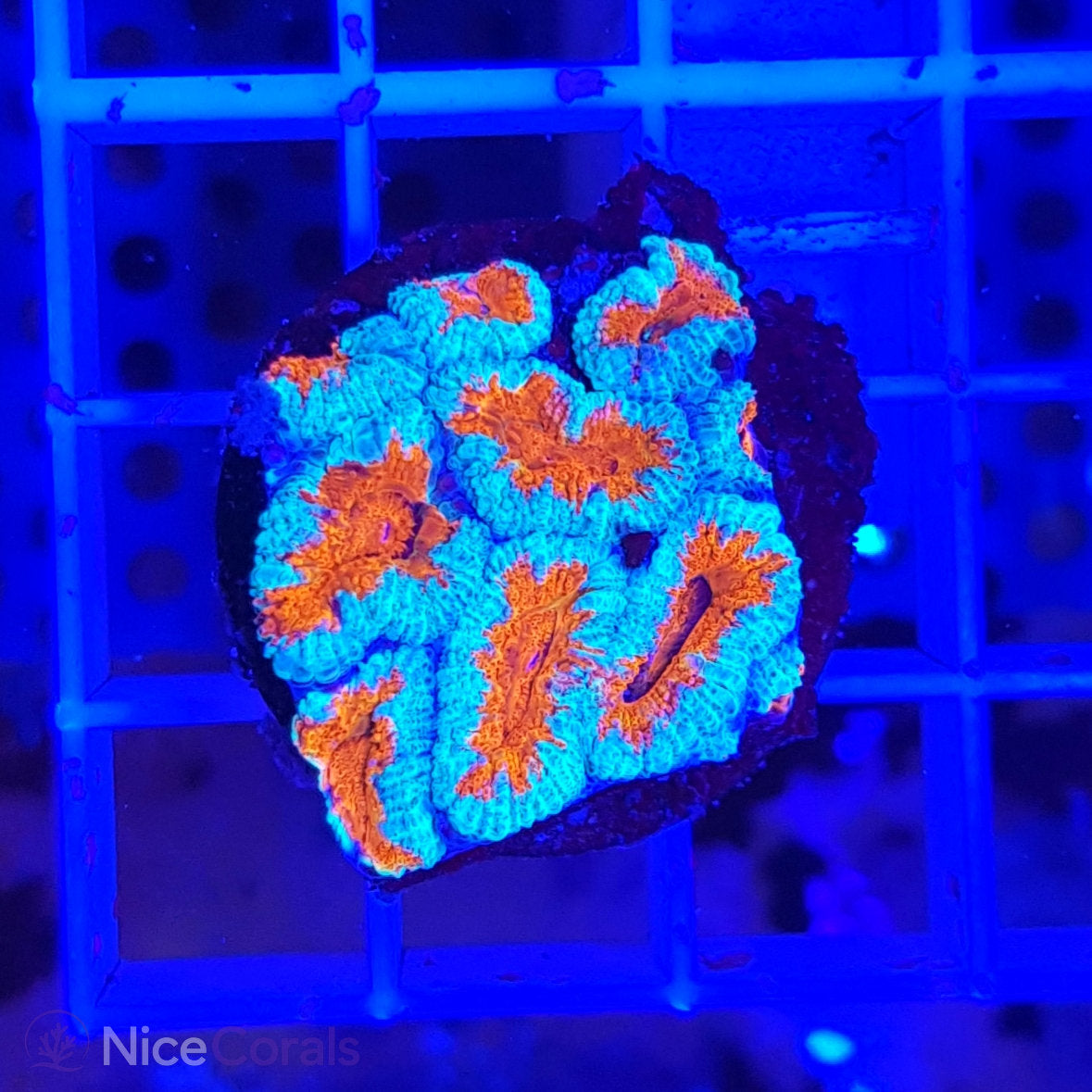 Acanthastrea