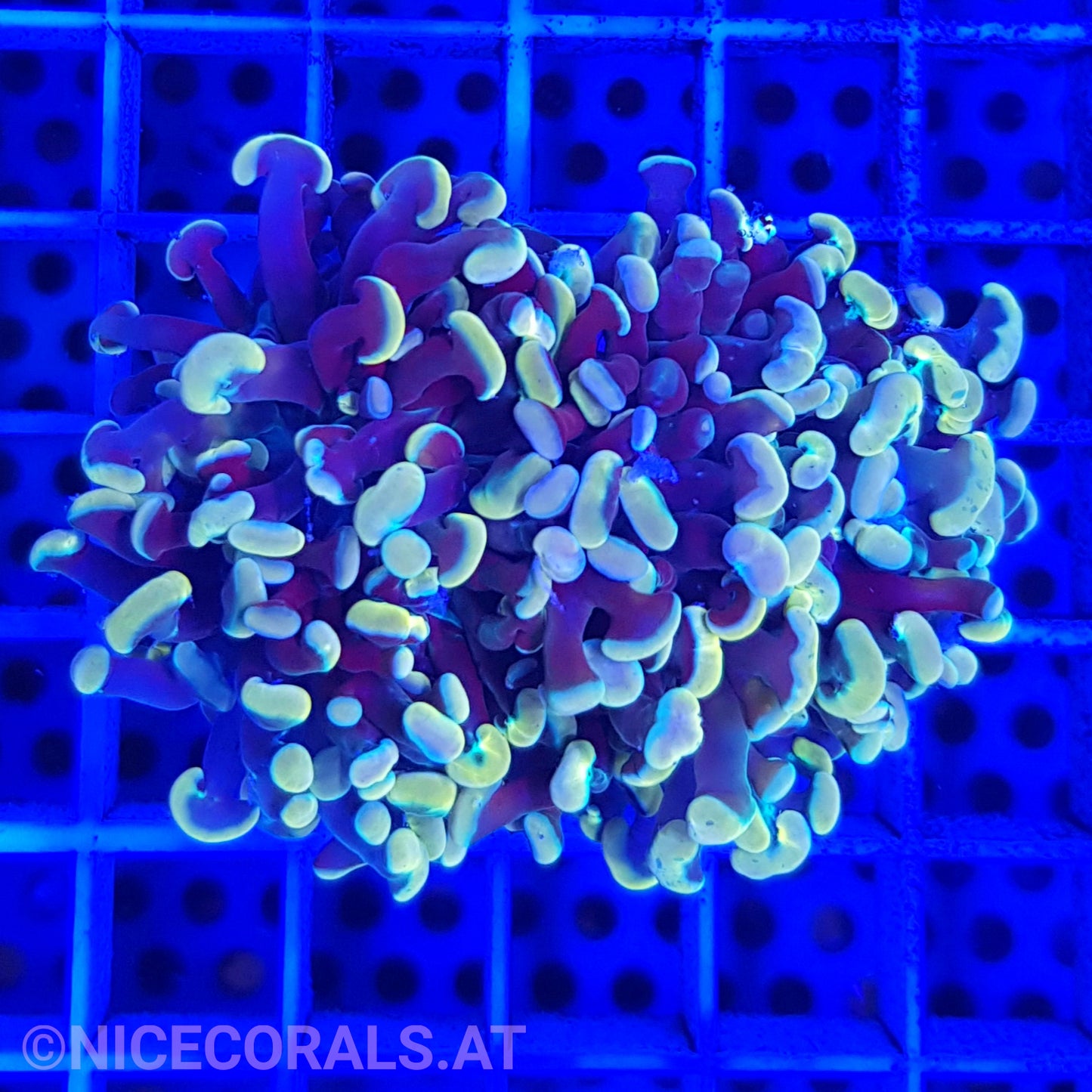 Euphyllia Paraancora Gold