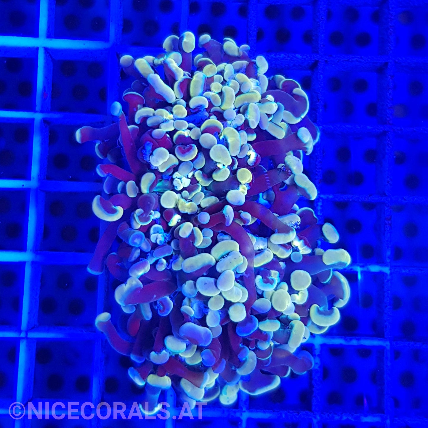 Euphyllia Paraancora Gold