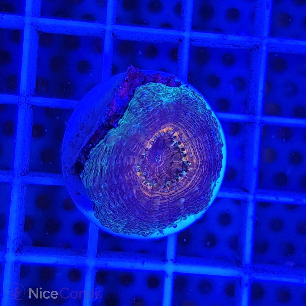 Lobophyllia