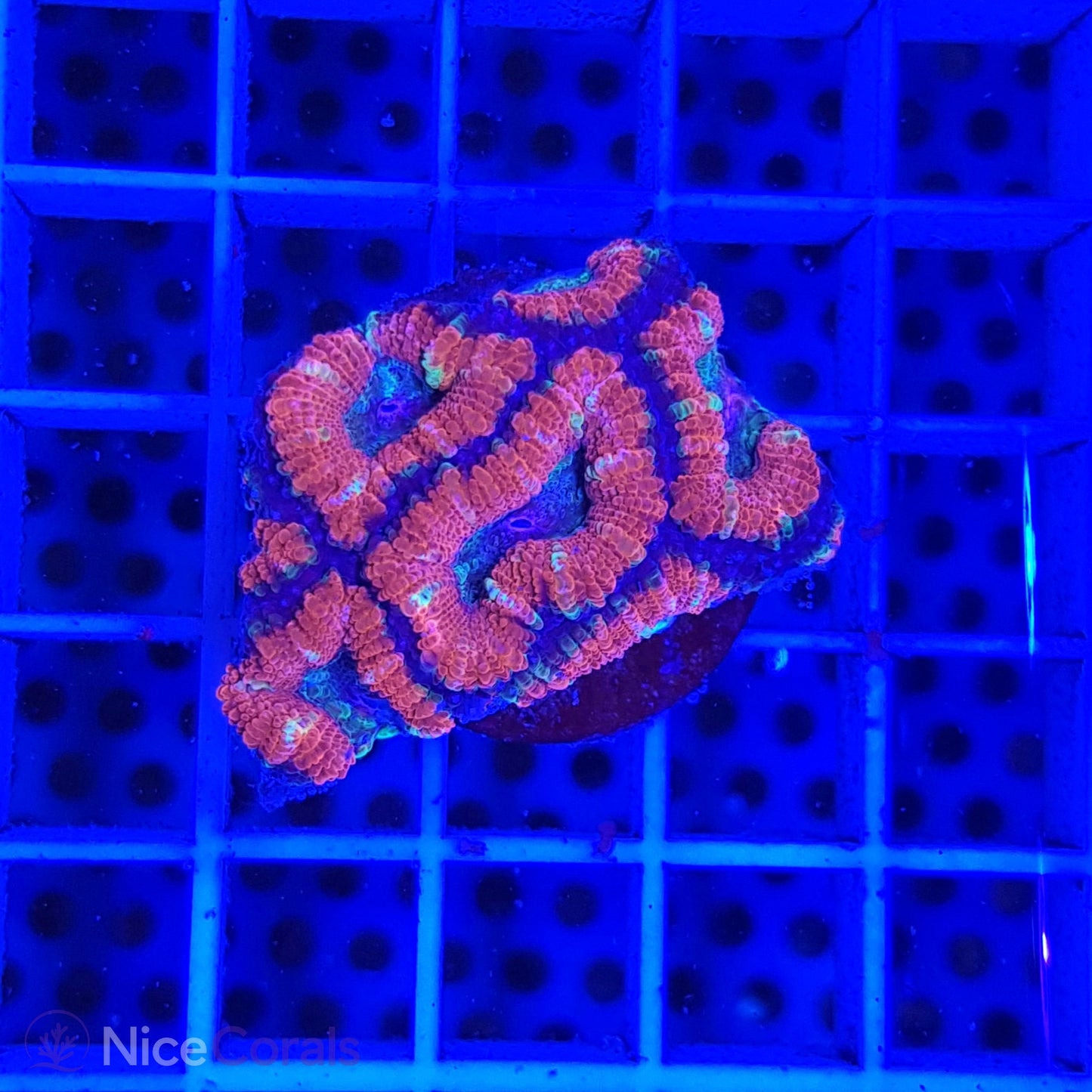 Acanthastrea