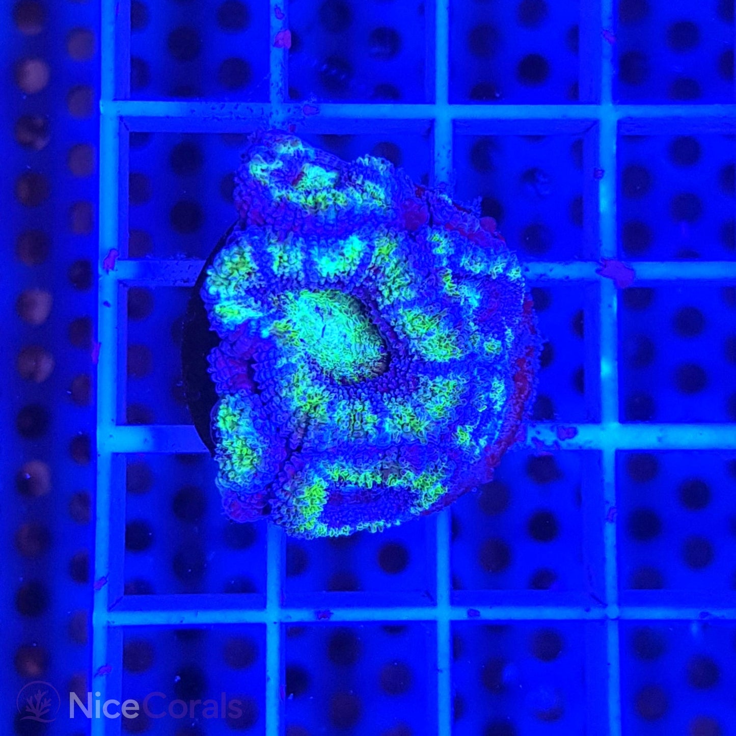 Acanthastrea