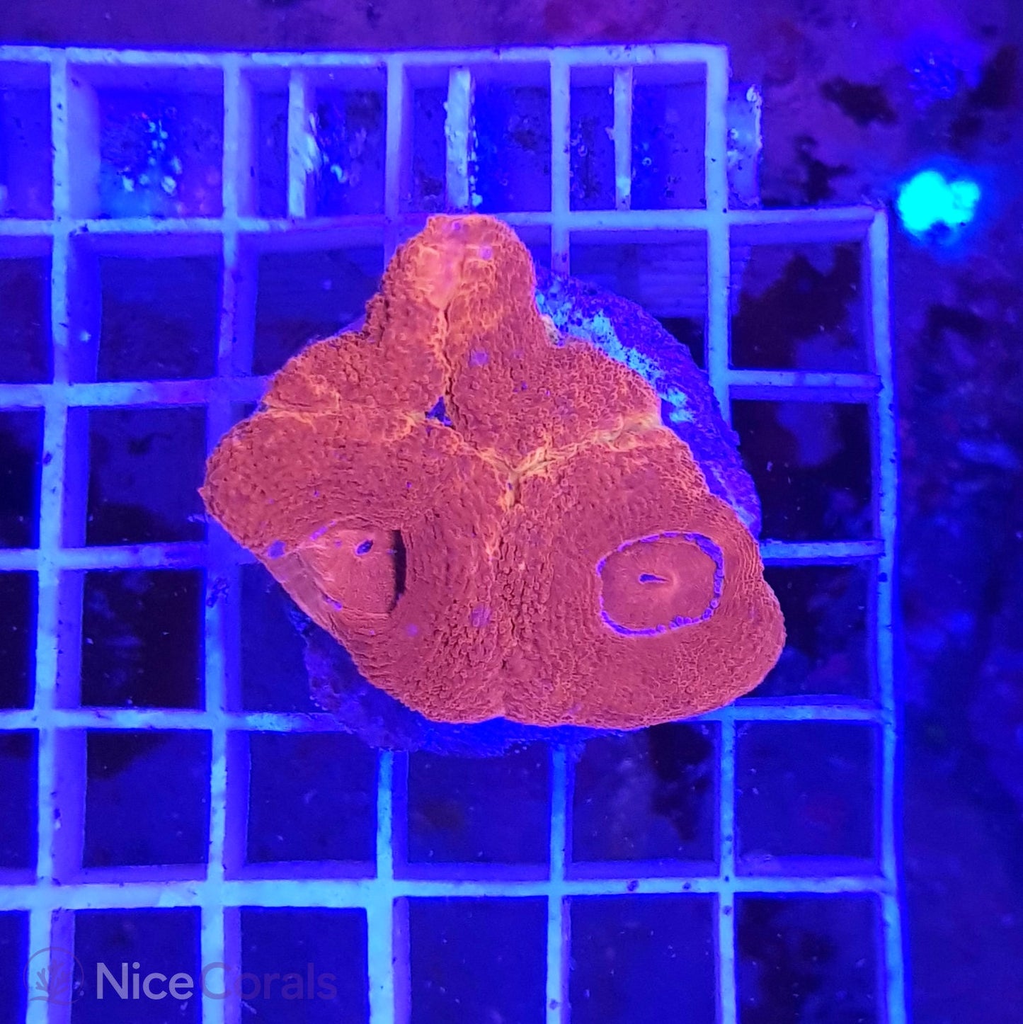 Acanthastrea Bowerbanki