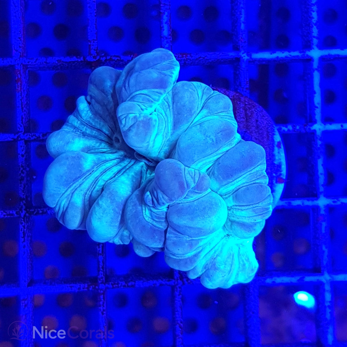 Nemenzophyllia