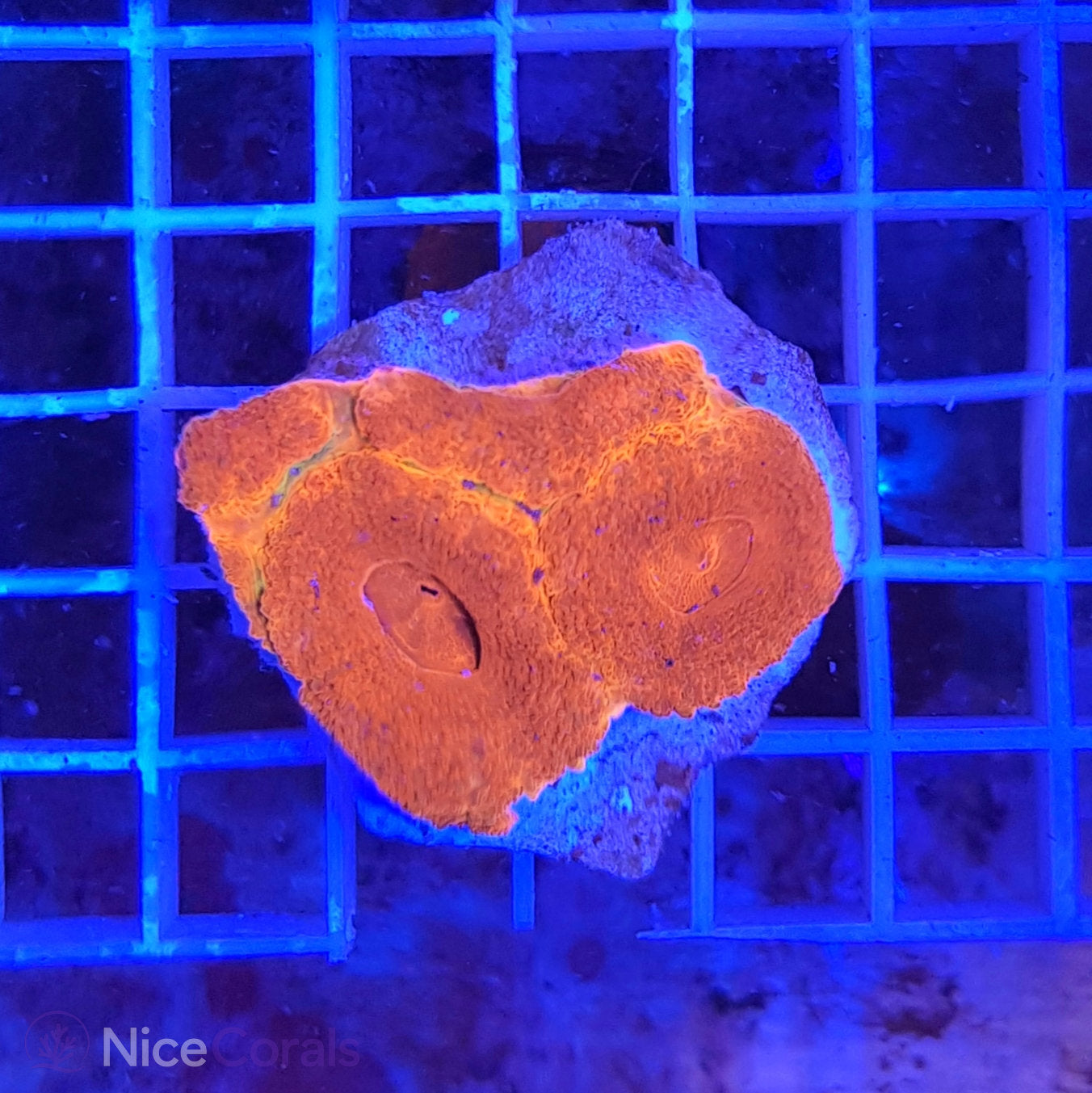 Acanthastrea Bowerbanki