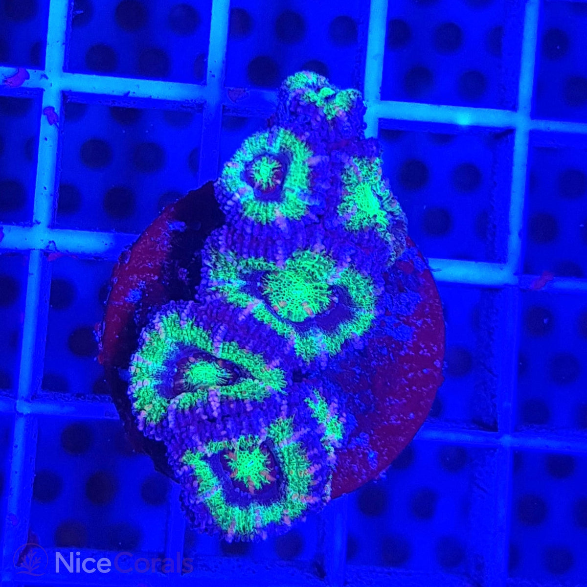 Acanthastrea