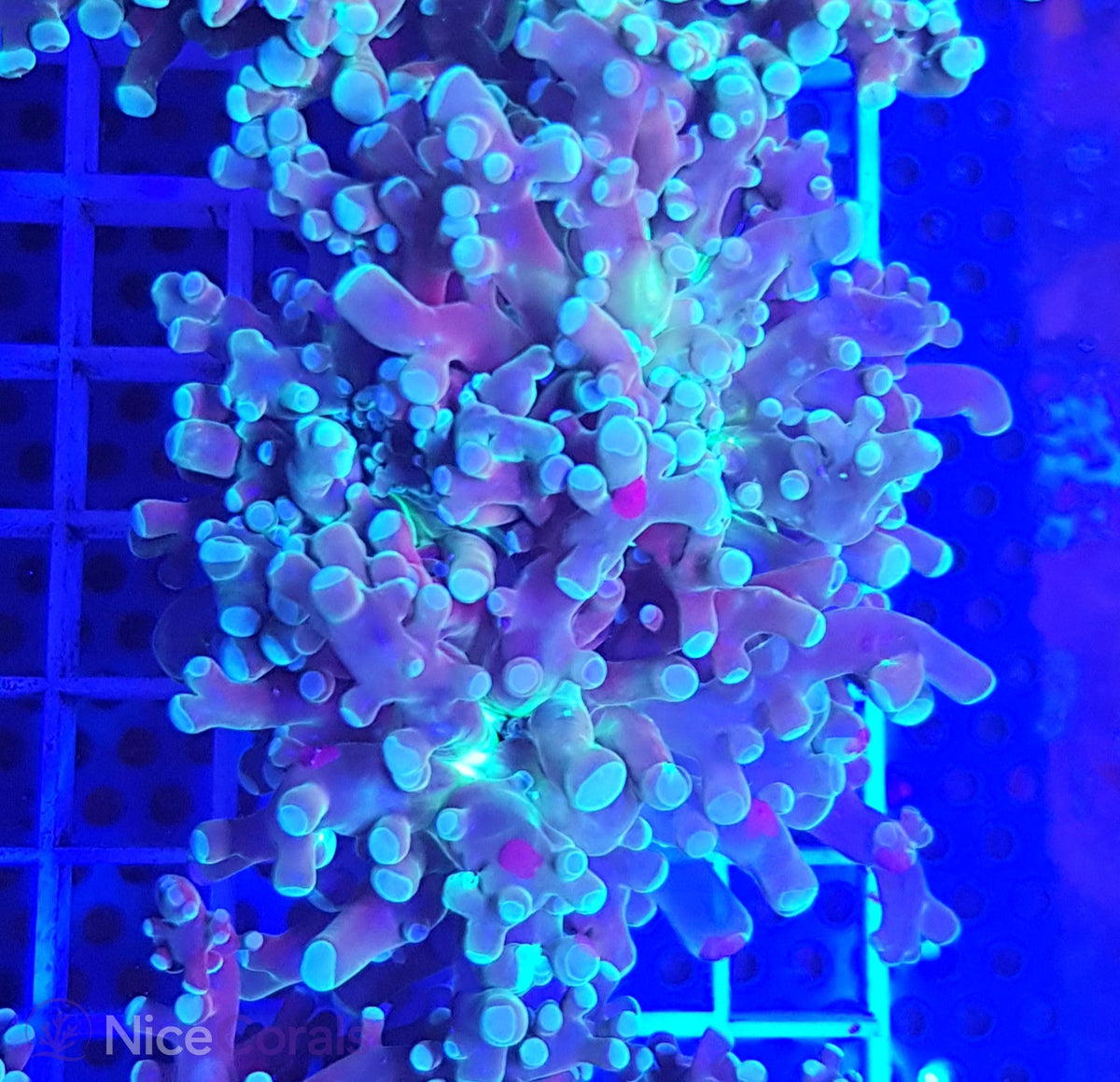 Euphyllia paradivisa