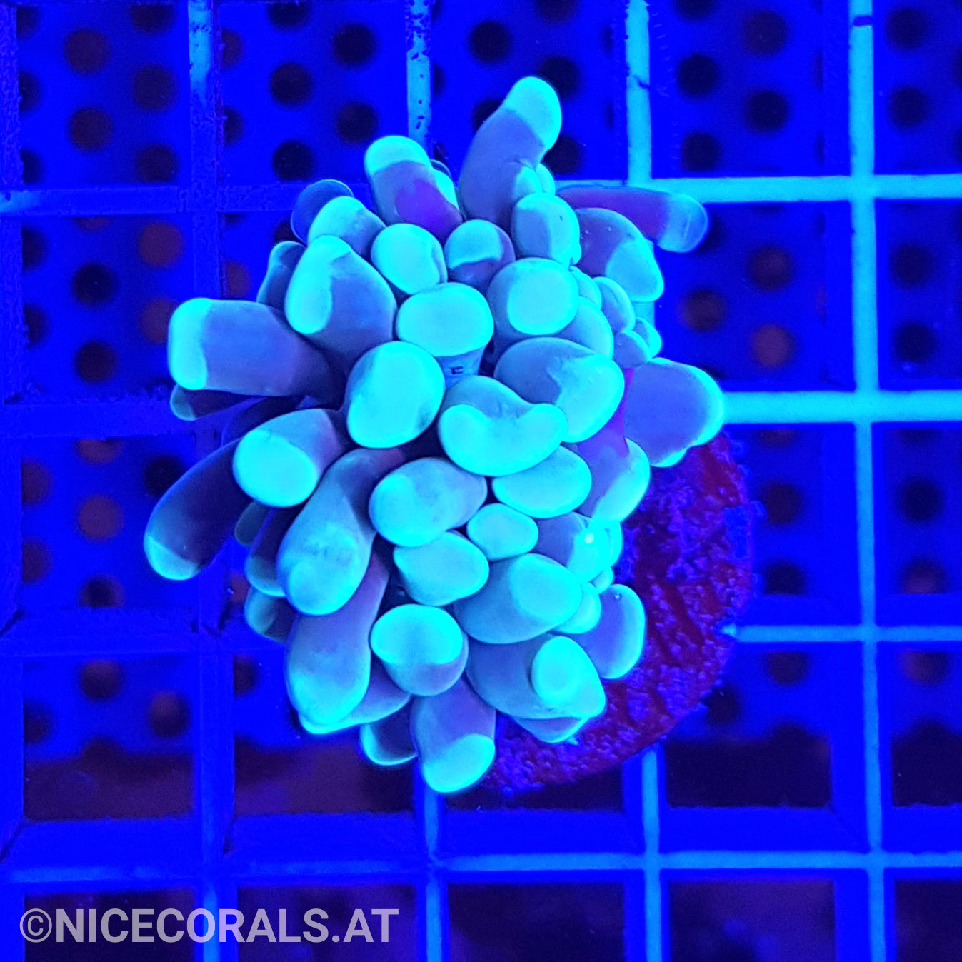 Euphyllia