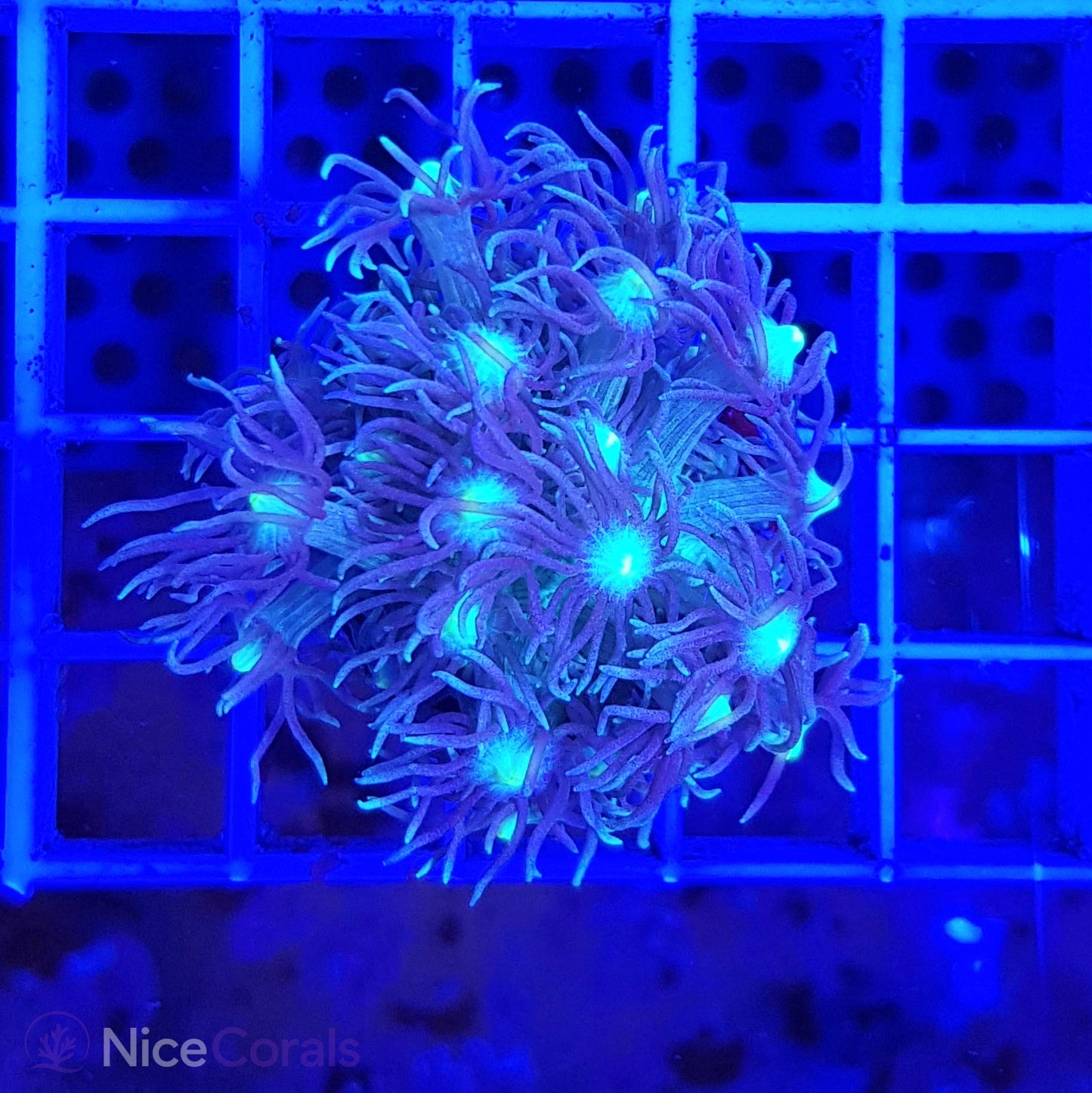 Goniopora