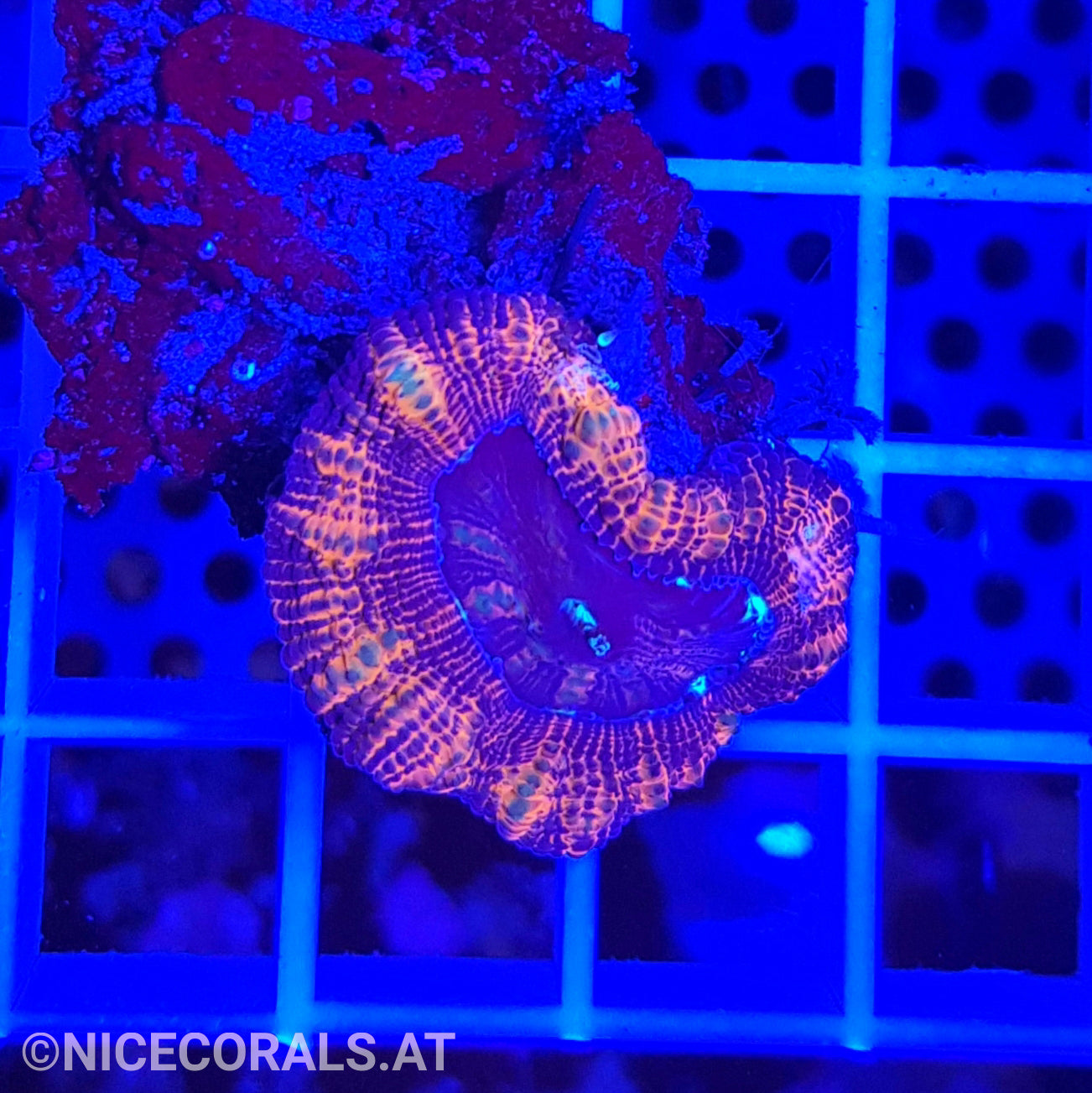 Acanthastrea echinata