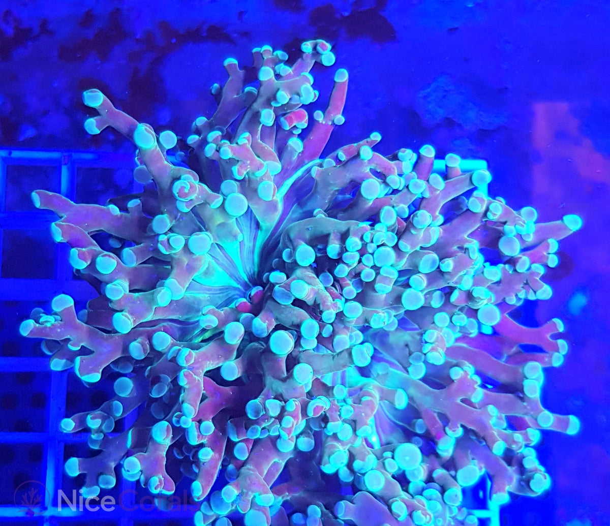 Euphyllia paradivisa