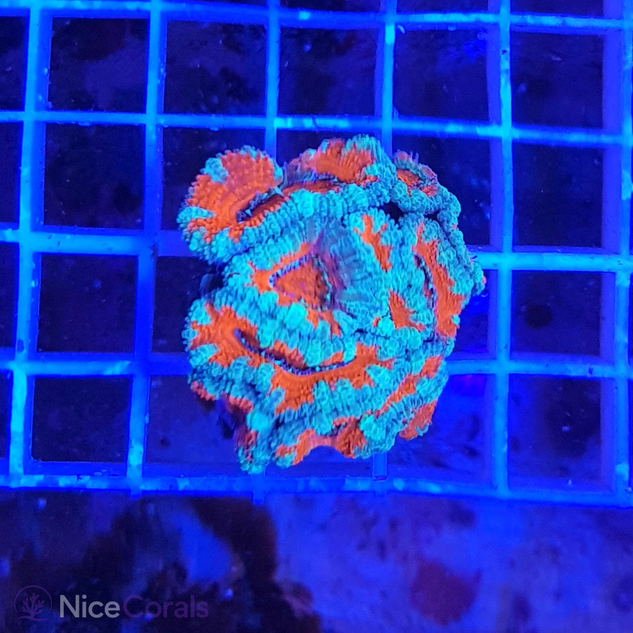 Acanthastrea