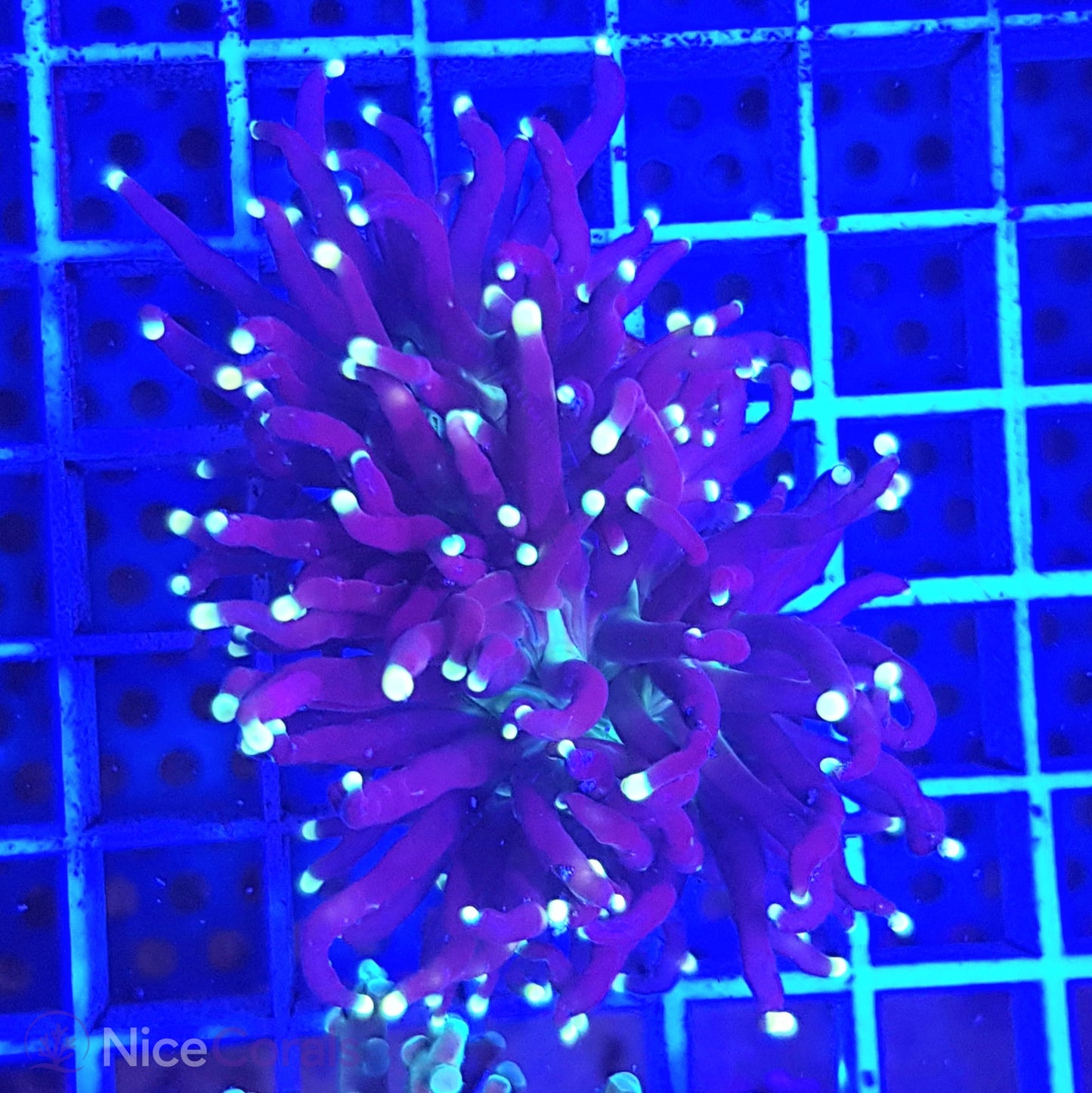 Euphyllia Black Torch