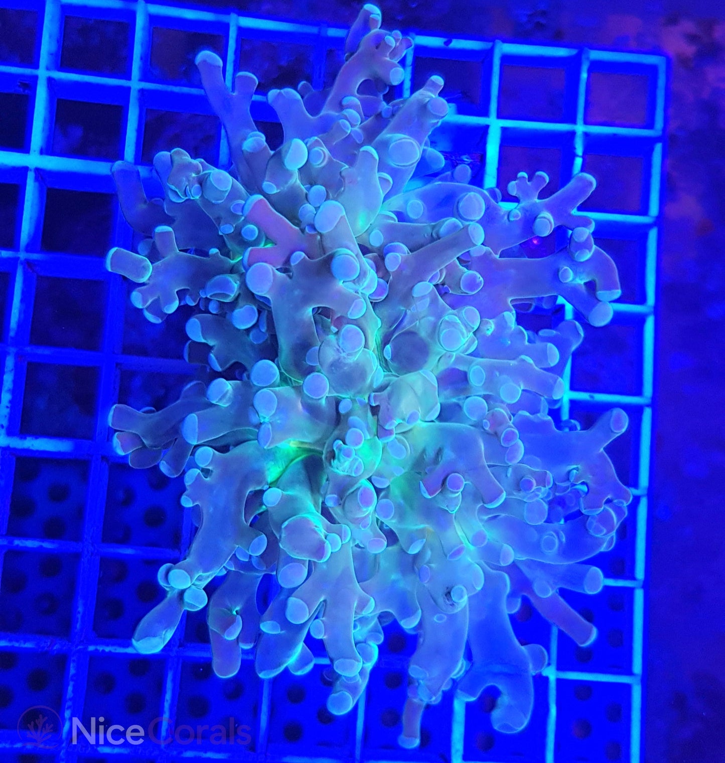 Euphyllia paradivisa