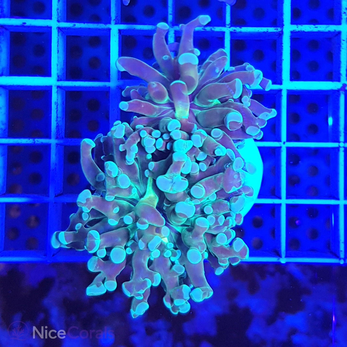 Euphyllia paradivisa