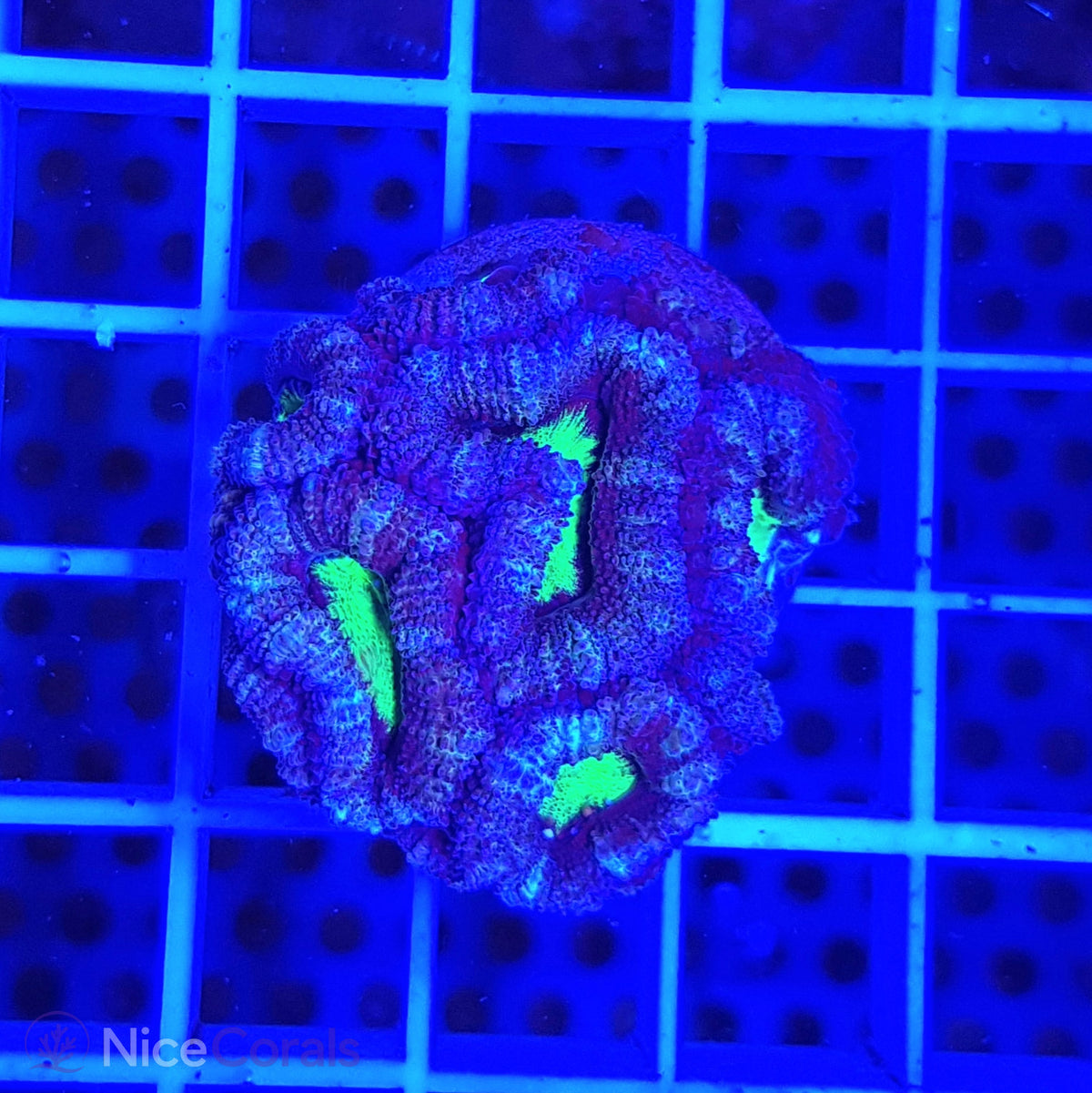 Acanthastrea