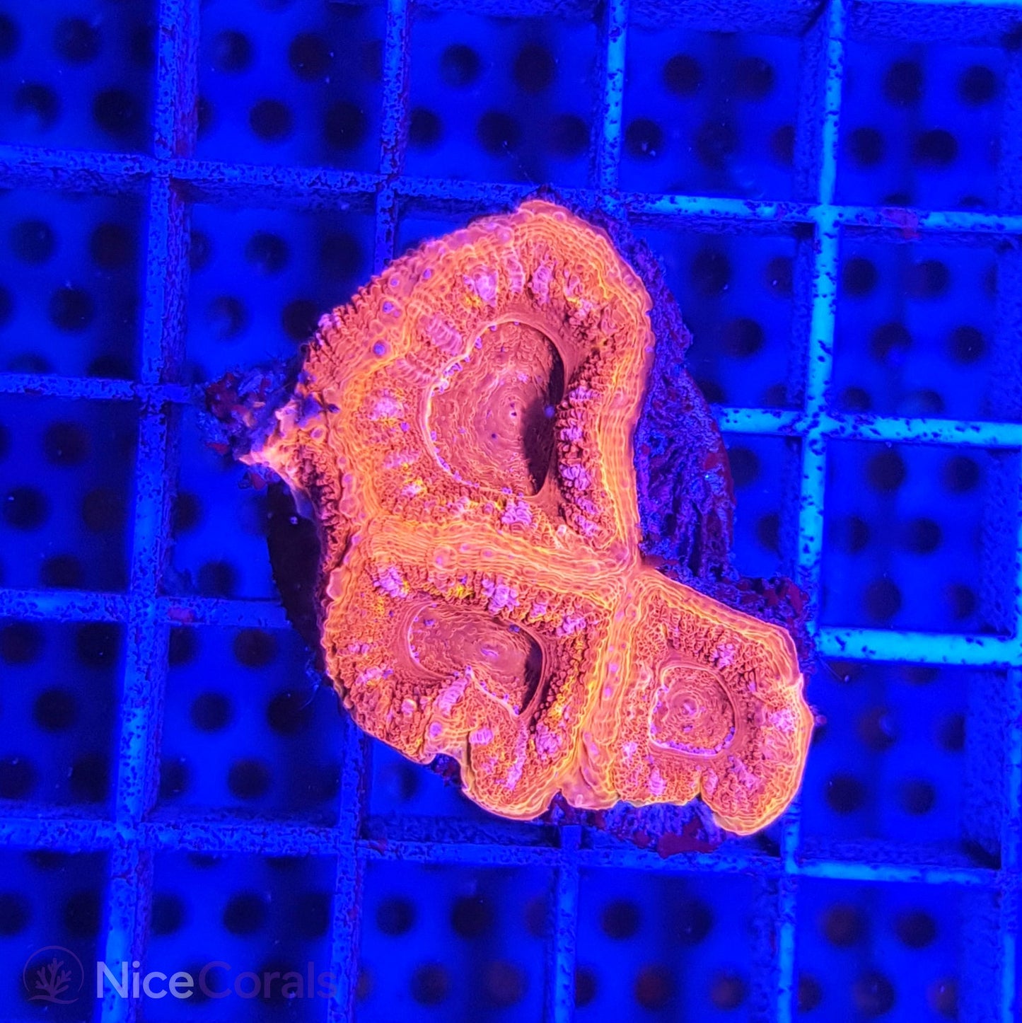 Acanthastrea