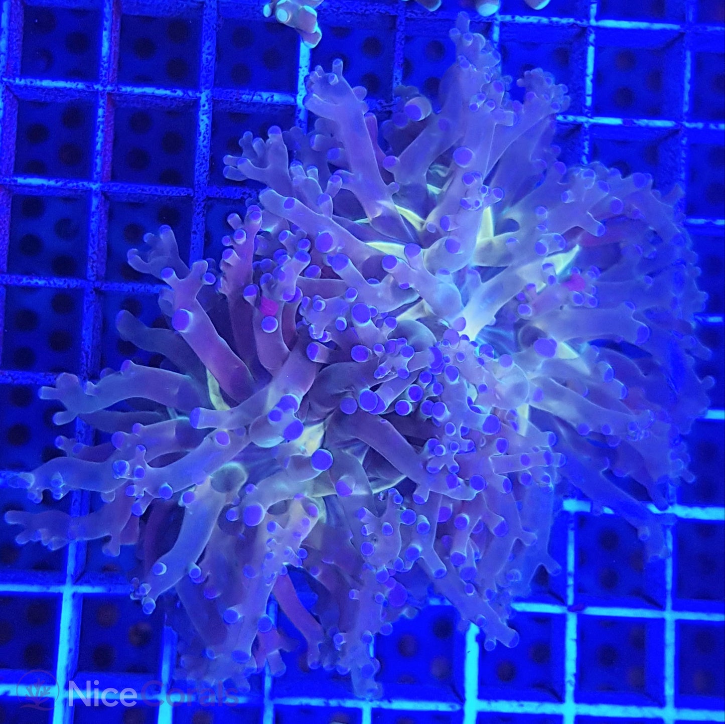 Euphyllia paradivisa