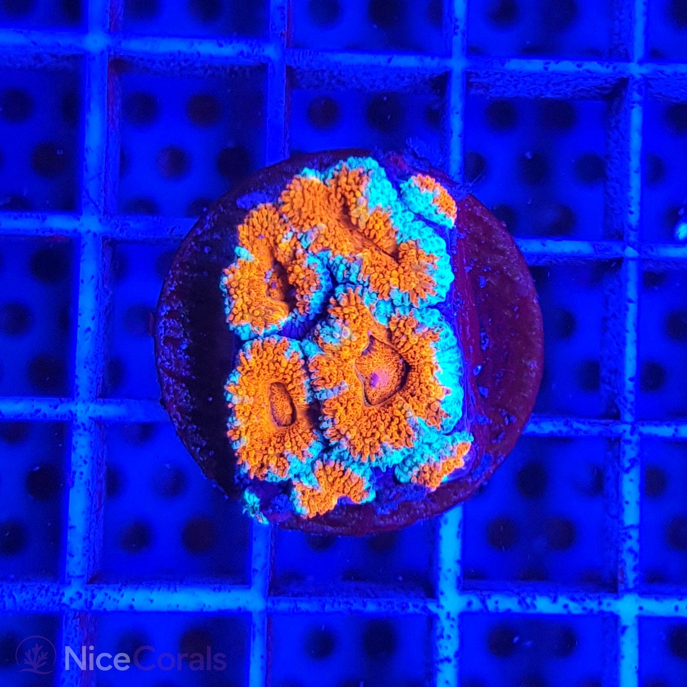 Acanthastrea