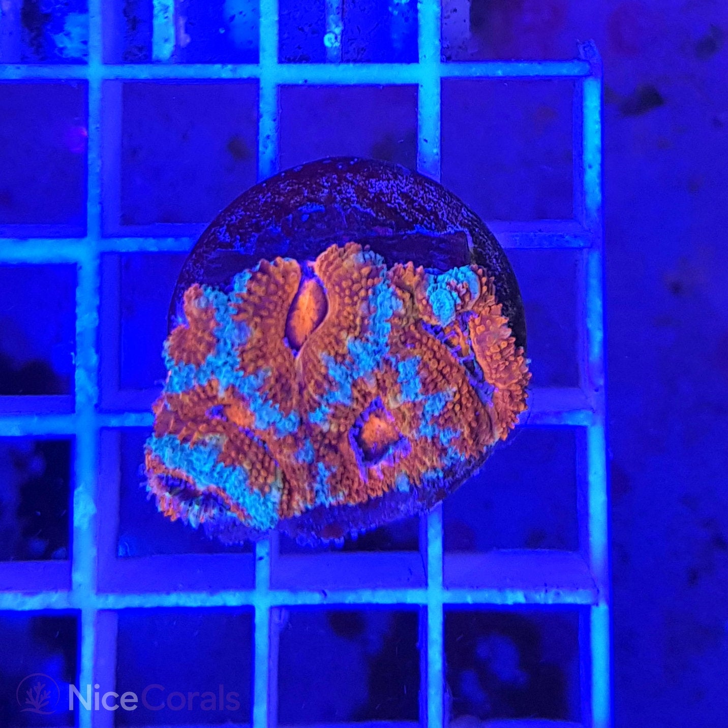 Acanthastrea