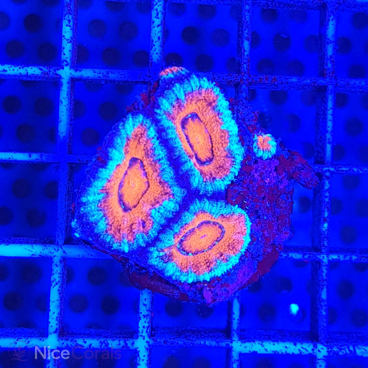 Acanthastrea