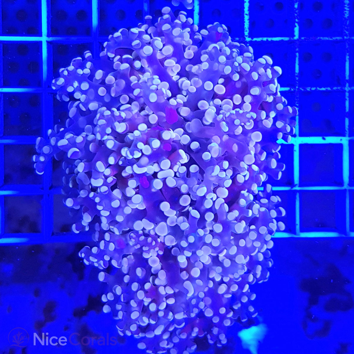 Euphyllia paradivisa