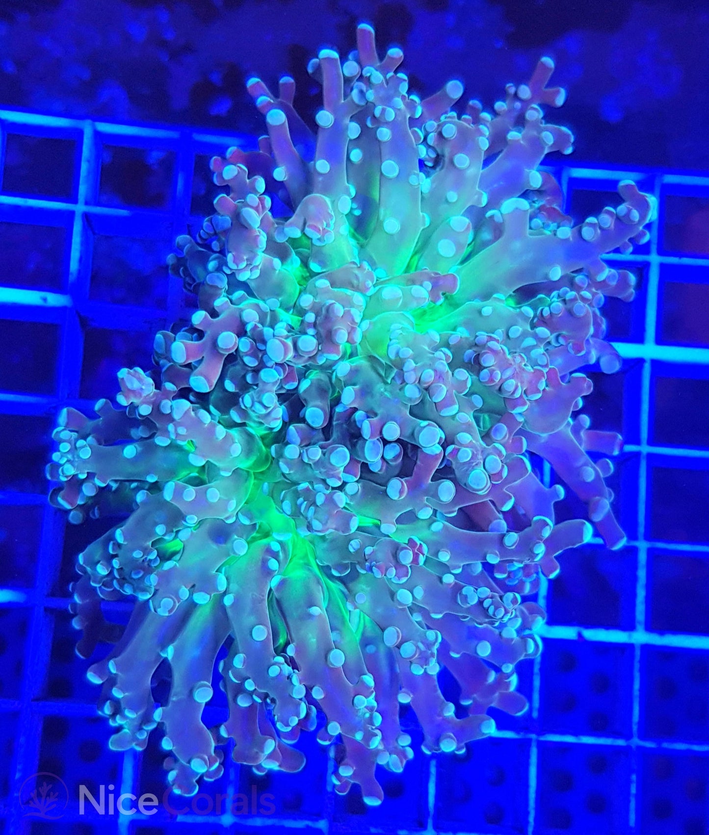 Euphyllia paradivisa