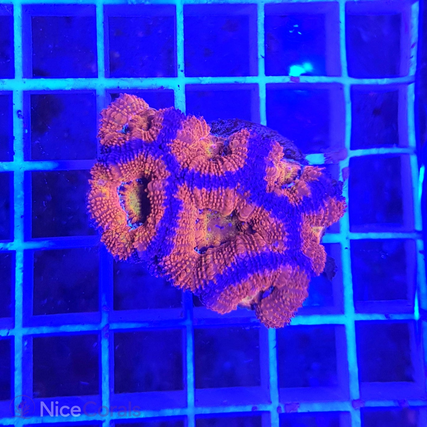 Acanthastrea