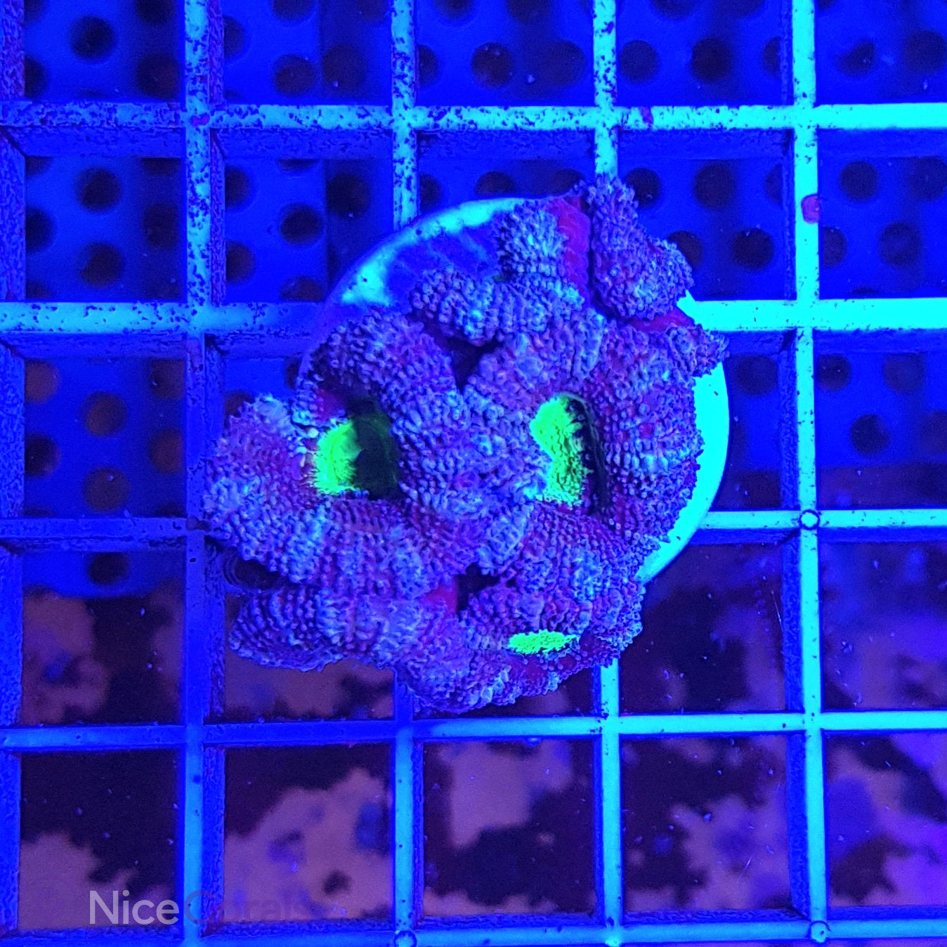 Acanthastrea