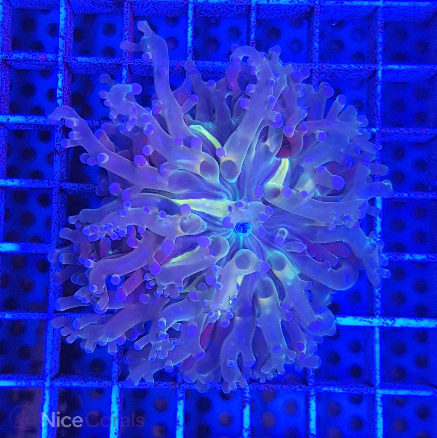 Euphyllia paradivisa