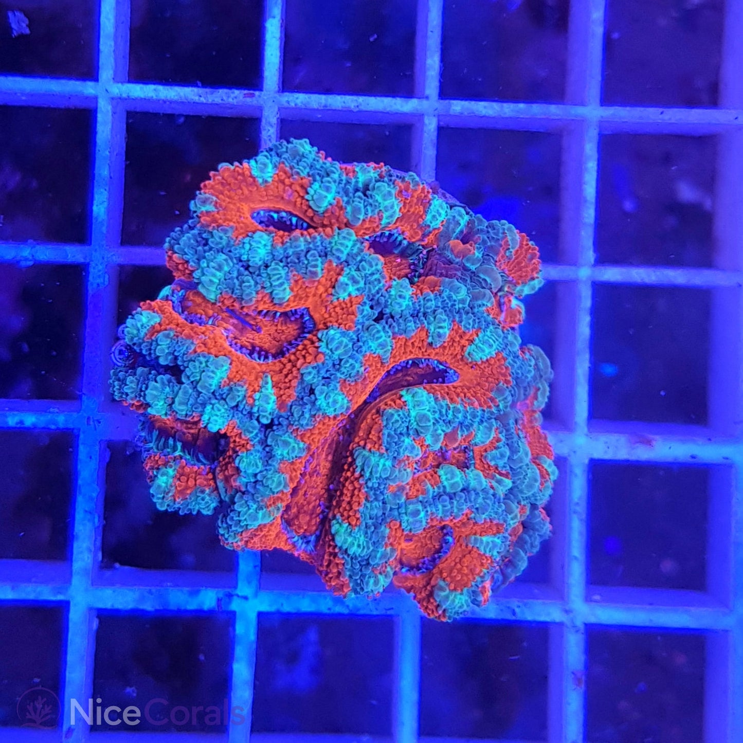 Acanthastrea