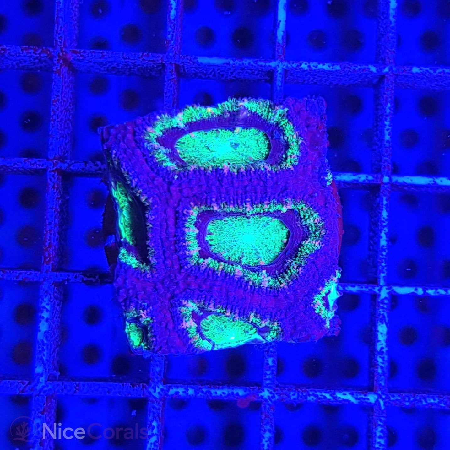Acanthastrea