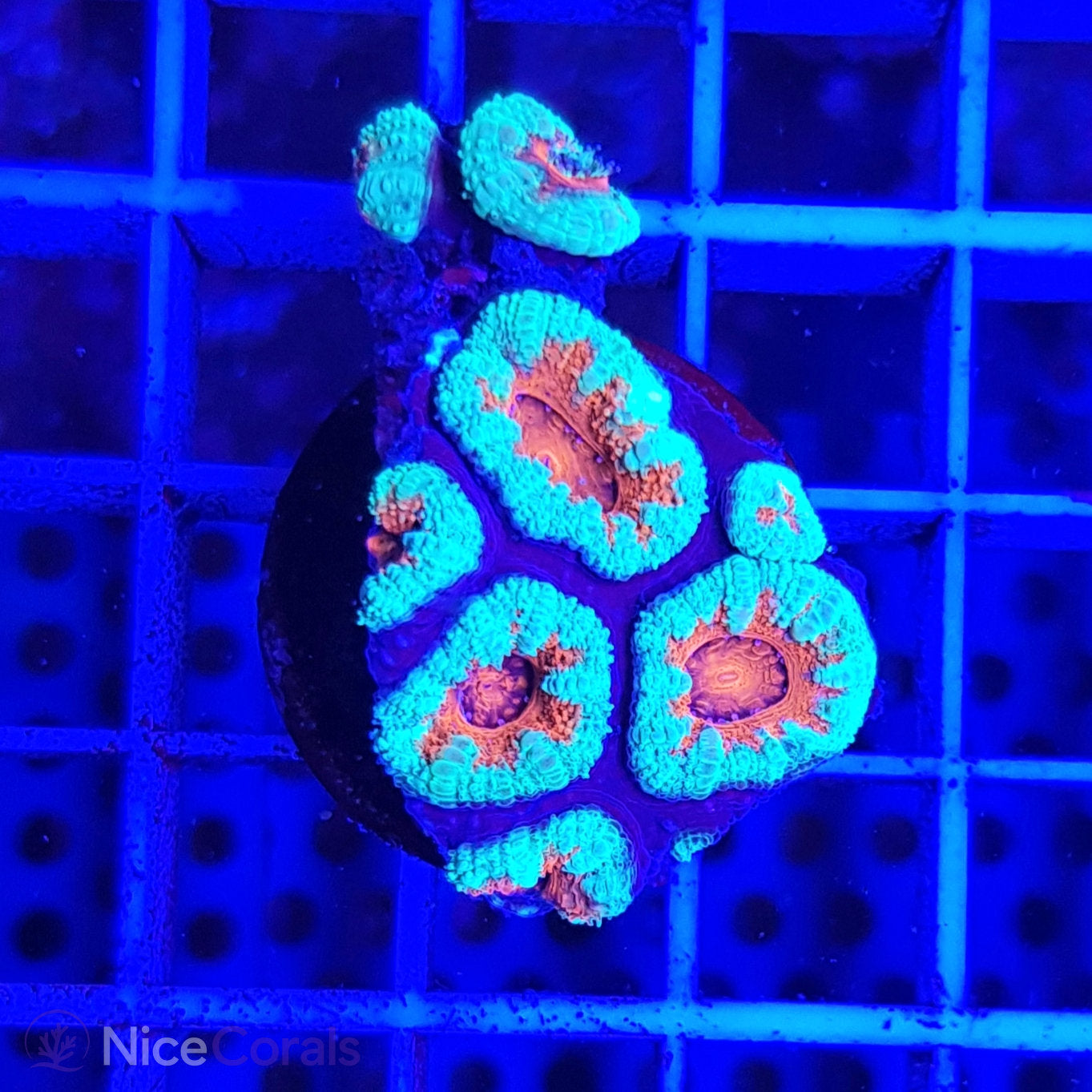 Acanthastrea