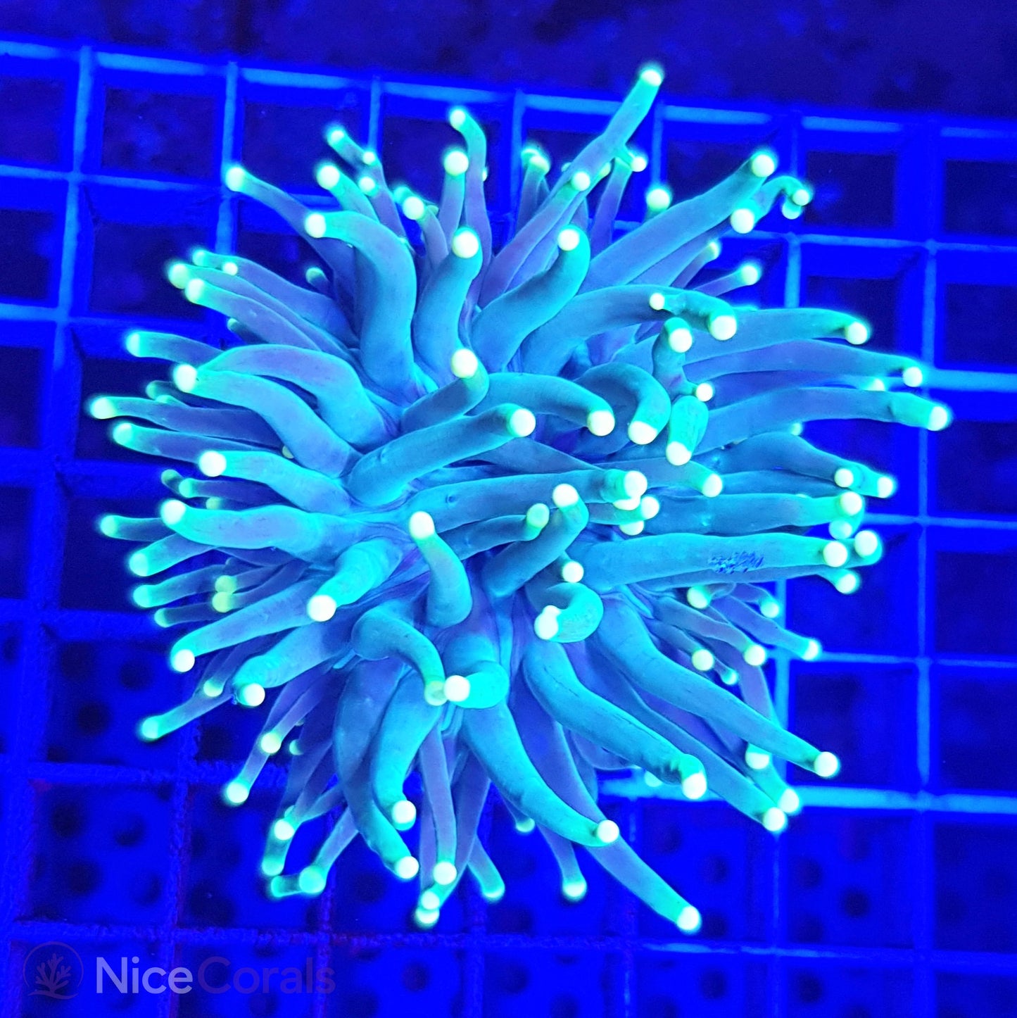Euphyllia Torch