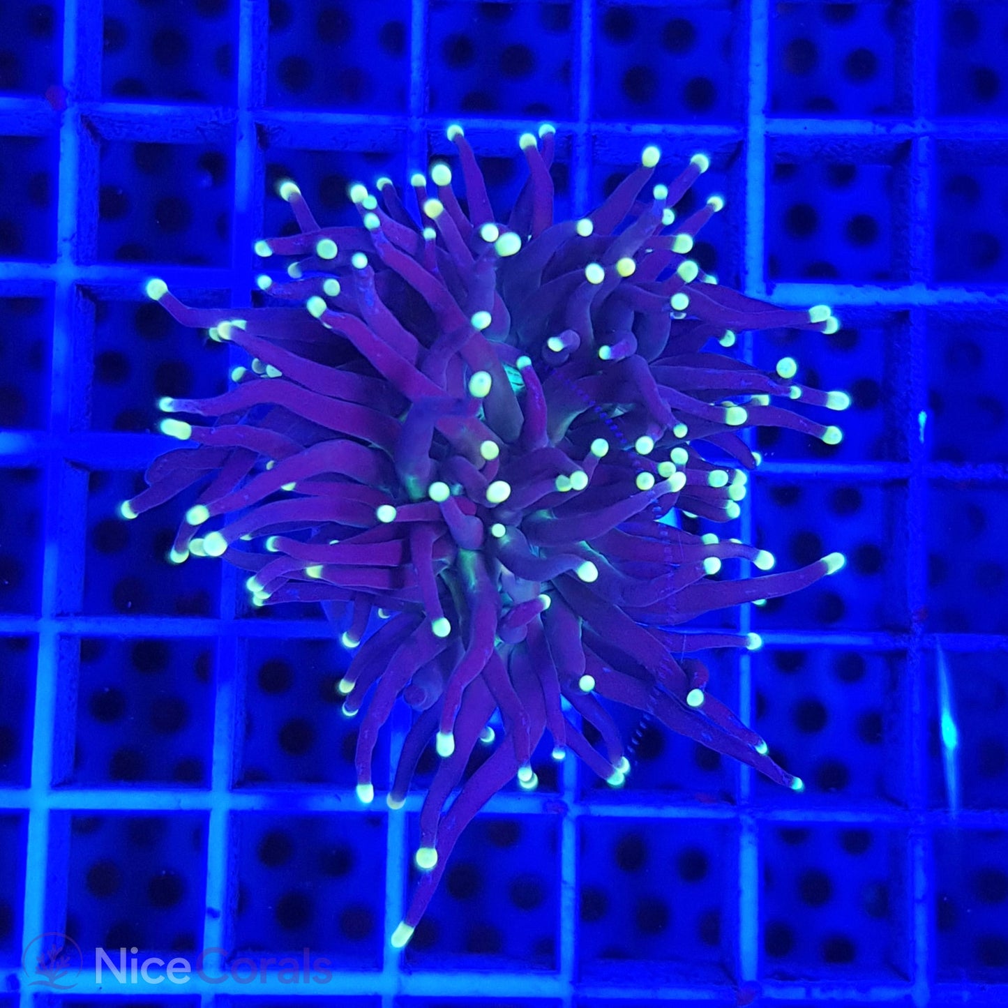 Euphyllia Black Torch
