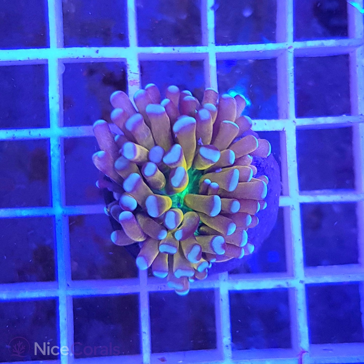 Euphyllia Tiger Torch