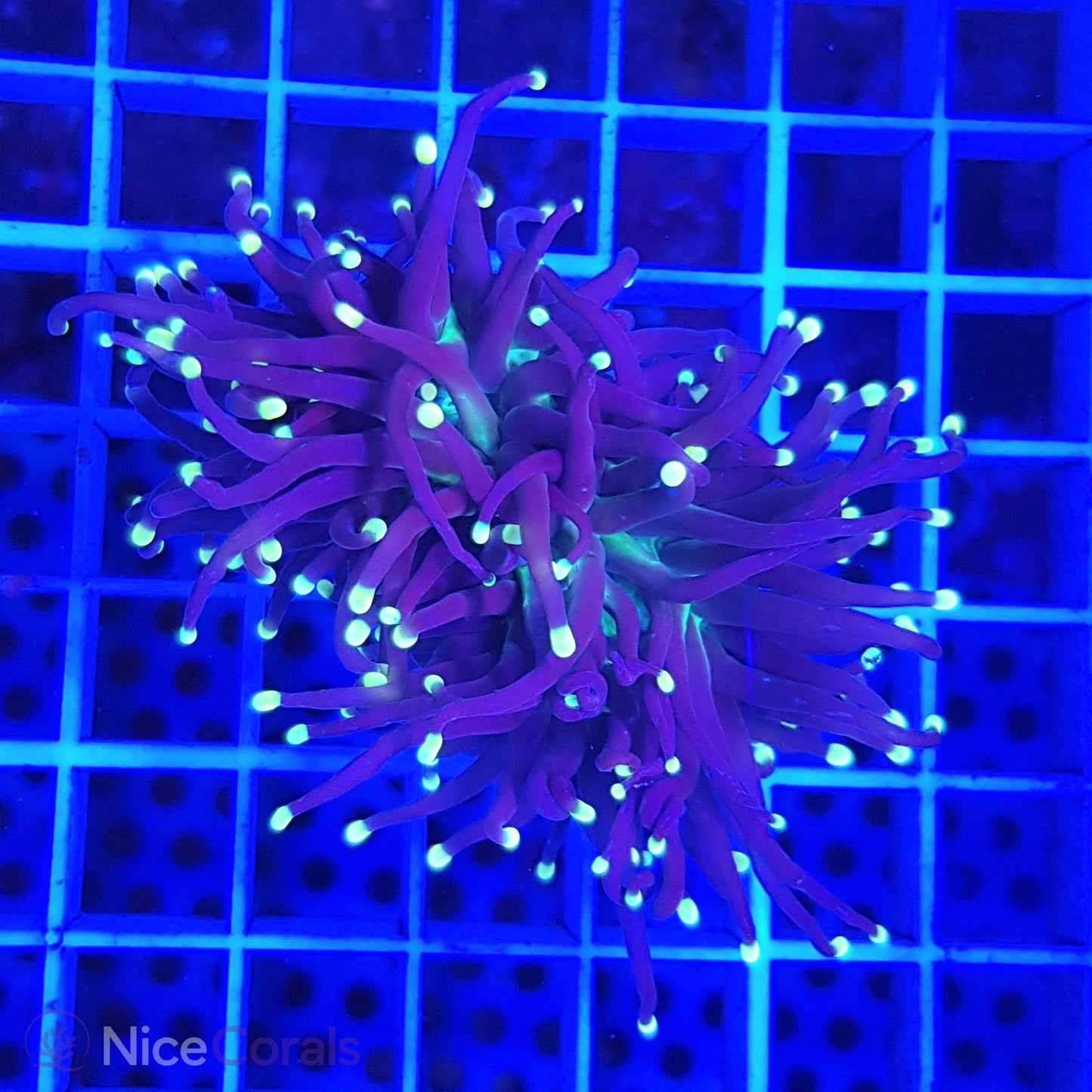 Euphyllia Black Torch 2 Heads