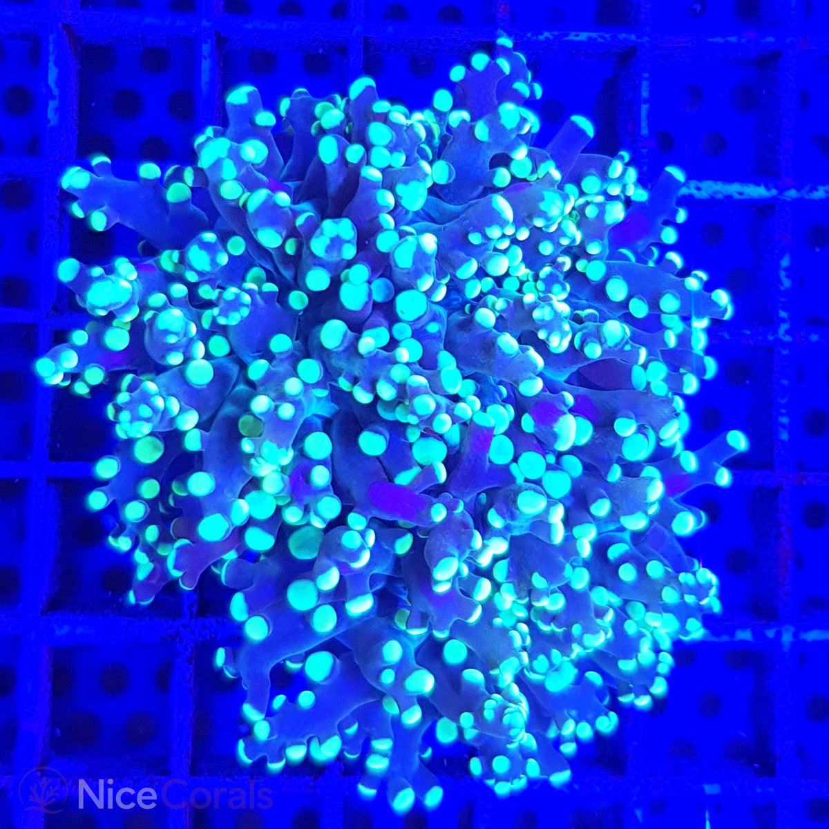 Euphyllia paradivisa