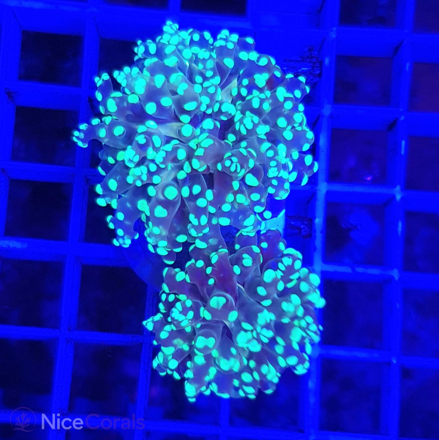 Euphyllia paradivisa