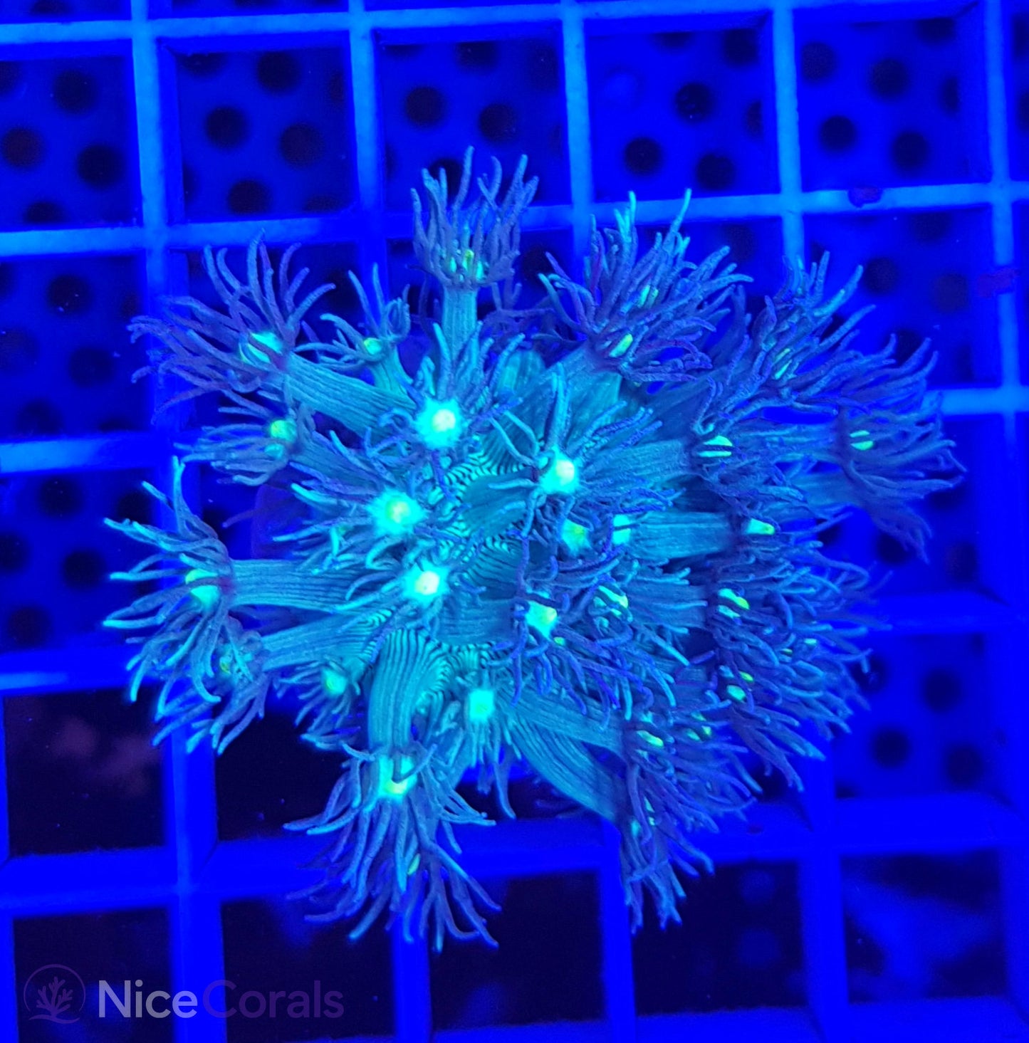 Goniopora