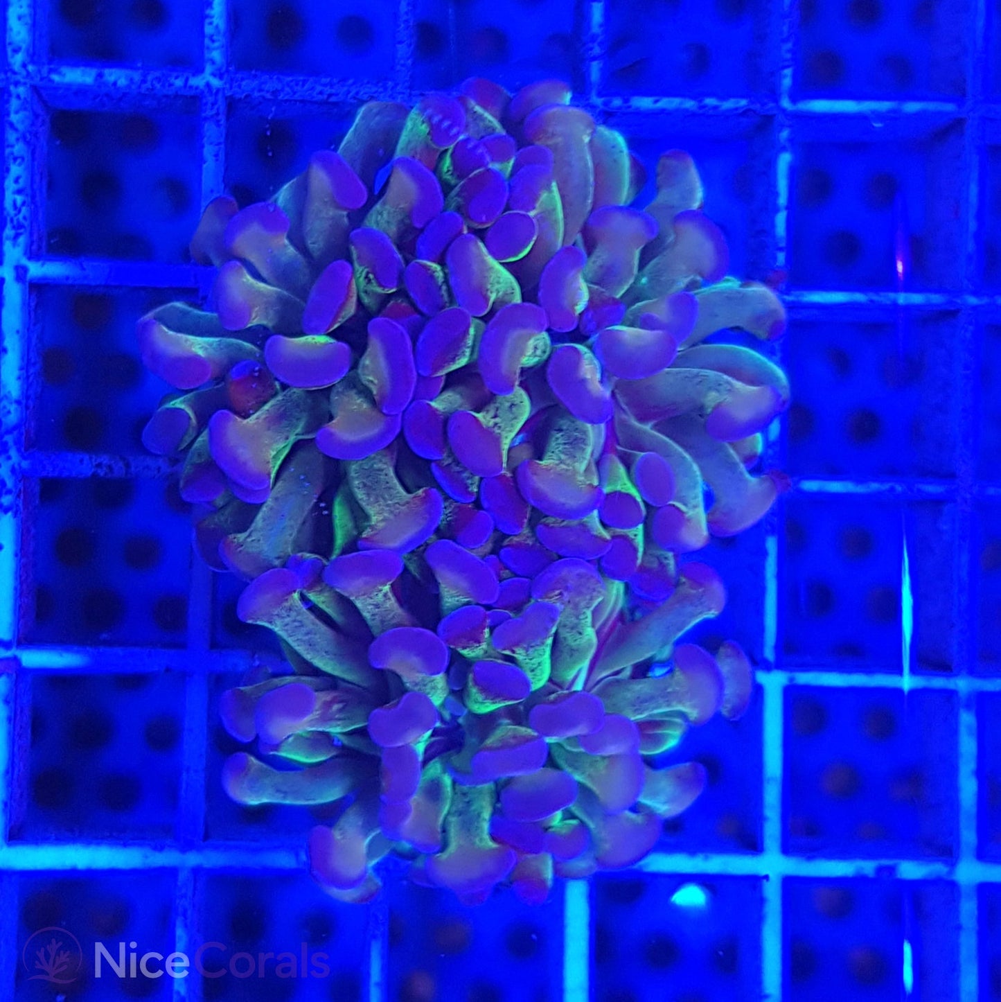 Euphyllia paraancora